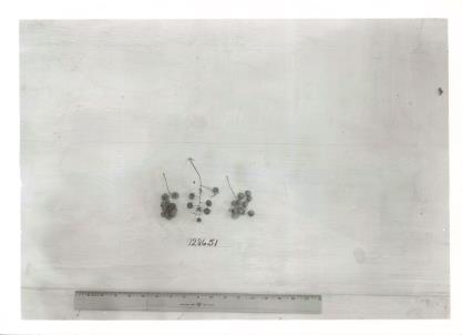 Click for 1 image(s) for this accession. Image